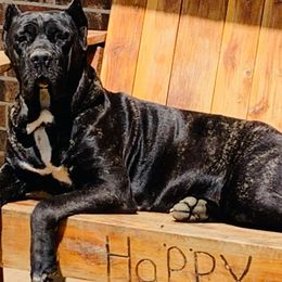 Cane Corso from Small Town Kennel