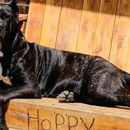 Cane Corso from Small Town Kennel
