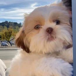 Shih Tzus from Light and Fluffy Shih Tzu Puppies