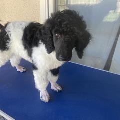 Poodle Puppies from Moonlight Standard Poodles