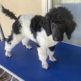 Poodle Puppies from Moonlight Standard Poodles