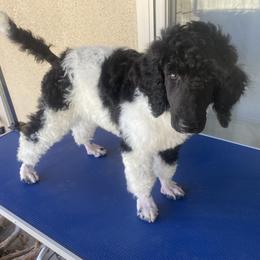 Poodle Puppies from Moonlight Standard Poodles