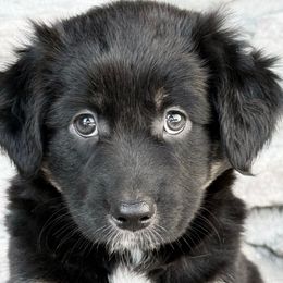 Odessa - Black tri female Miniature Australian Shepherd puppy in Cunningham, Tennessee from Copper Creek Aussies
