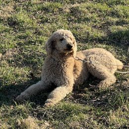 Poodle puppies from J and S Farms