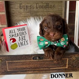 Donner - Chocolate male Cavapoo puppy in Herriman, Utah from Gypsi Doodles & Poodles LLC.