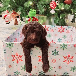 Double Doodle and Labradoodle Puppies from Delightfully Double Doodles