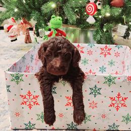 Double Doodle and Labradoodle Puppies from Delightfully Double Doodles