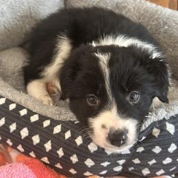Ocho - Black and white male Border Collie puppy in Jonesboro, Arkansas from Hampton Border Collies