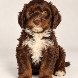 Chocolate - male Australian Mountain Doodle puppy in Spanish Fork, Utah from Little Puppy Co.