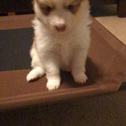 Pomsky Puppies from Tony Hwang