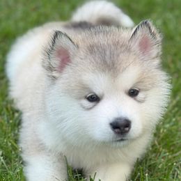 Girl 2 - Gray and white female Alaskan Malamute puppy in Ramsey, Minnesota from Windchaser Kennels