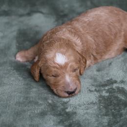 Atlas - Apricot male Goldendoodle puppy in Macclenny, Florida from Baker County Goldendoodles