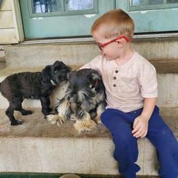 Charity - Black female Miniature Schnauzer puppy in Sandy, Utah from Phantom League Schnauzers