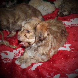 Havanese Puppies from Cloud 9 Havanese