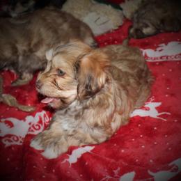 Havanese Puppies from Cloud 9 Havanese