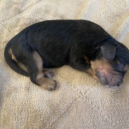 Cavapoo and Lagotto Romagnolo Puppies from Raven Meadow Ranch