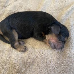 Cavapoo and Lagotto Romagnolo Puppies from Raven Meadow Ranch