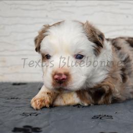 Girl 2 - Red merle female Miniature Australian Shepherd puppy in Lubbock, Texas from Texas Bluebonnet Herders