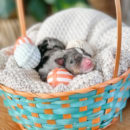 Australian Shepherd Puppies from Ember Aussies NJ/NY/PA