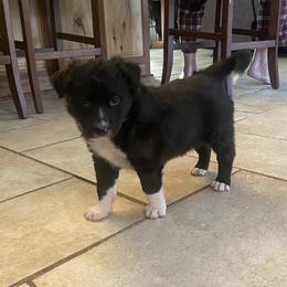 Pugsley - Black and white male Border Collie puppy in Black River Falls, Wisconsin from Billowing Borders