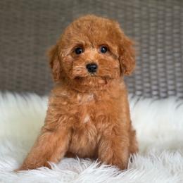 Romeo - Red male Cavapoo puppy in Hardin, Texas from Oodlesoflildoodles