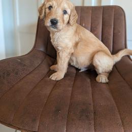 Black - Apricot male Goldendoodle puppy in Prattville, Alabama from Jericho Junction Doodles and Poodles