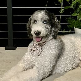 Aussiedoodles from Aussiedoodles of Austin