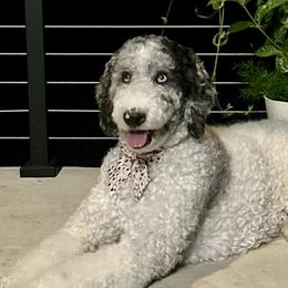 Aussiedoodles from Aussiedoodles of Austin