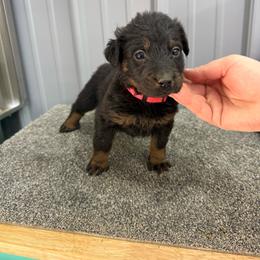 Hot Pink - Black and rust female Beauceron puppy in Floyd’s Knobs, Indiana from Birdwing Beaucerons