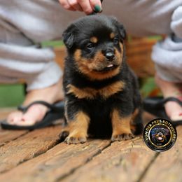 Black Ribbon - Black and mahogany male Rottweiler puppy in Kittanning, Pennsylvania from Steel City's Von Der Preis Rottweilers