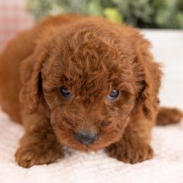 Cavapoo, Cockapoo, Maltipoo, and Poodle Puppies from My Doodle Puppy