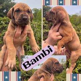 BAMBI - Fawn female Great Dane puppy in Wellsville, New York from Prophecy Danes