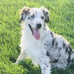 Aussiedoodles and Miniature Australian Shepherds from Arena Valley Acres