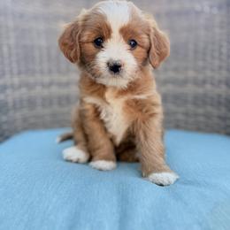 Sunflower (yellow) - Red  female Goldendoodle puppy in Twin Falls, Idaho from Magic Valley Family Doodles
