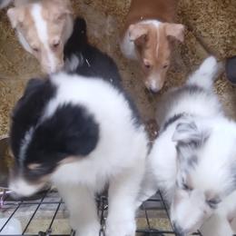 Collie Puppies from Desert Kennels