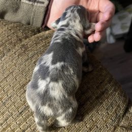 Dachshund Puppies from Monicas Mini Dachshunds