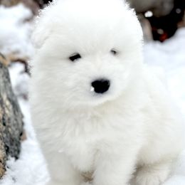 Samoyeds from Sugar Sweet Samoyeds