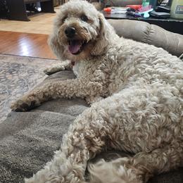 Winnie - Cream female Goldendoodle puppy in Mocksville, North Carolina from Hunting Creek Farm & Kennel