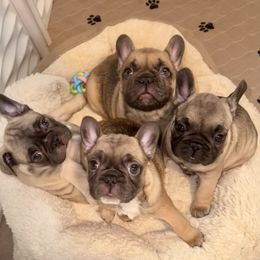 French Bulldog Puppies from Piper’s Pups
