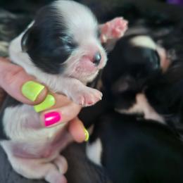 Boy 1 - Black and white male Shih Tzu puppy in Little Falls, Minnesota from Tough Shih
