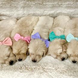 Miss Genie - Light golden female Golden Retriever puppy in Midlothian, Texas from Brightest Days
