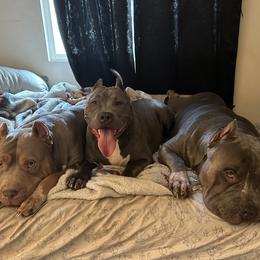 American Bully Puppies from M&M XL Bully Kennel