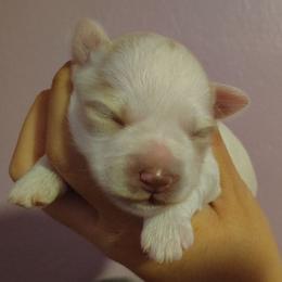 Cream parti - Wheaten male Miniature Schnauzer puppy in Florida from Central Florida Schnauzers
