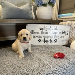 Golden Retriever Puppies from Huckaby’s English Golden Retrievers