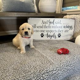 Golden Retriever Puppies from Huckaby’s English Golden Retrievers