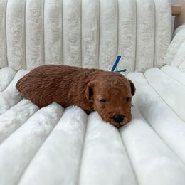 Goldendoodle Puppies from Desert Paws Doodles