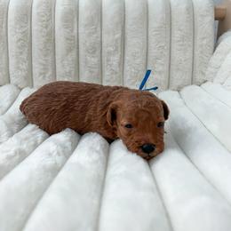Goldendoodle Puppies from Desert Paws Doodles