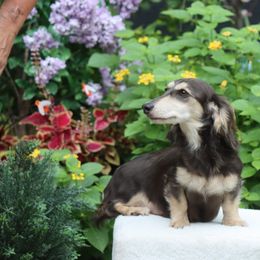 Dachshund Puppies from Bowdachs Cream Pies
