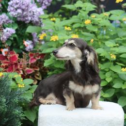 Dachshund Puppies from Bowdachs Cream Pies