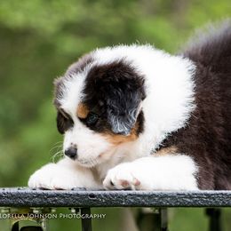 Australian Shepherd and German Shepherd Puppies from Trademark Kennels